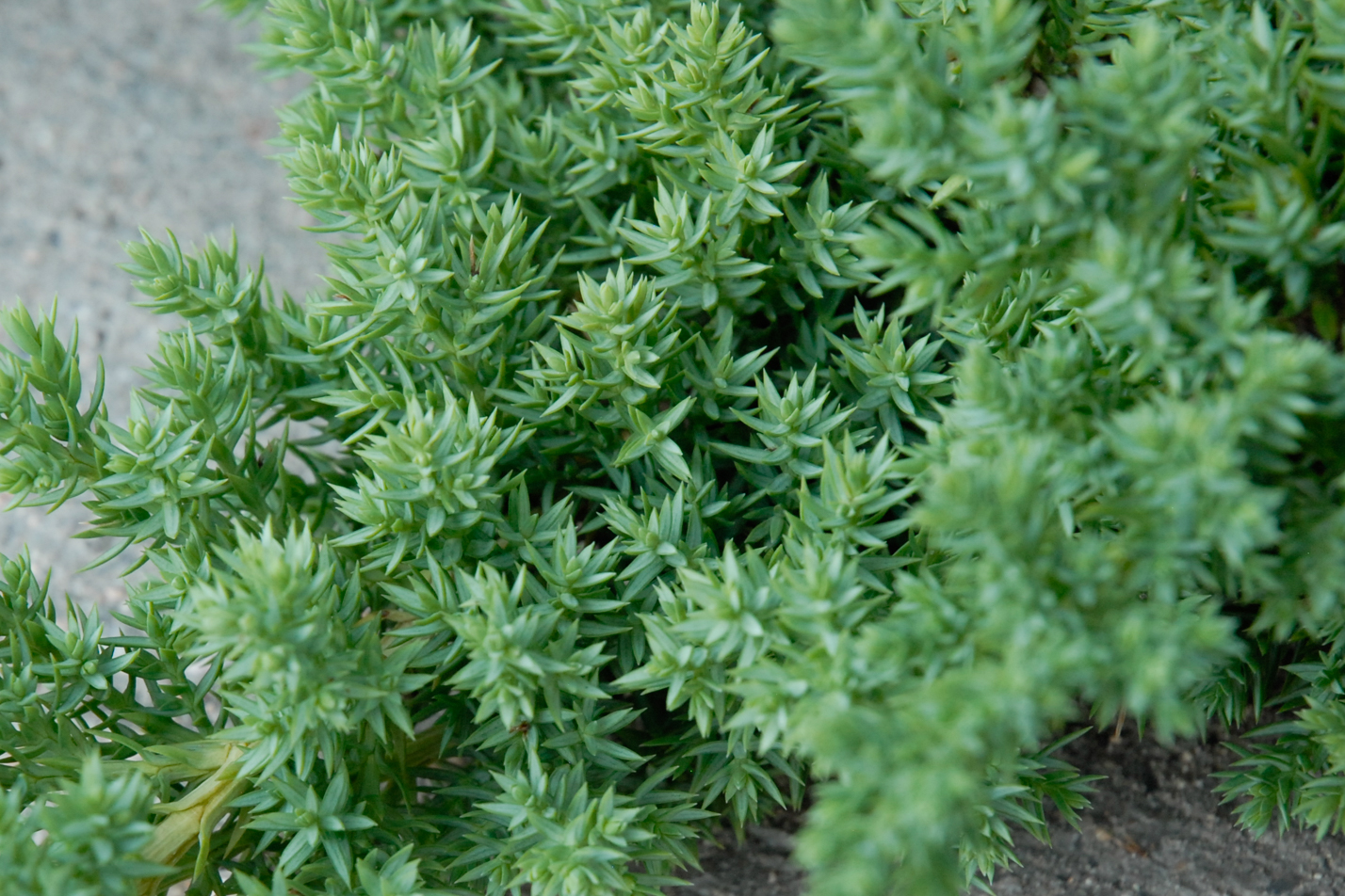 Dwarf Creeping Juniper